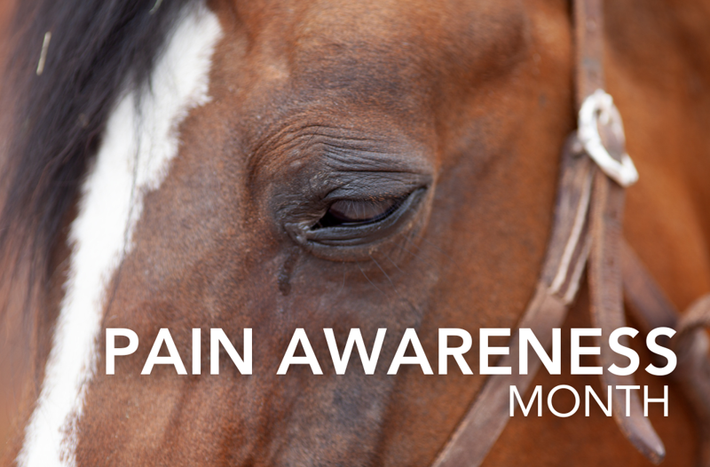 Pain Awareness Month - Equine Science Matters™